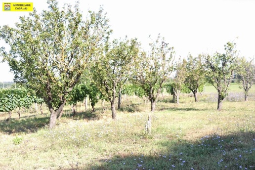 immagine annuncio 12 di 14