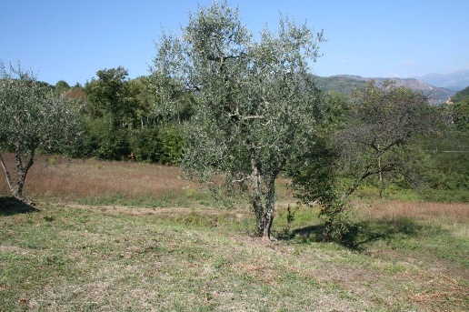 immagine annuncio 3 di 14