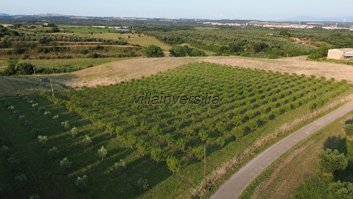 Foto Casale a Canino di 450 m² con 8 locali in vendita