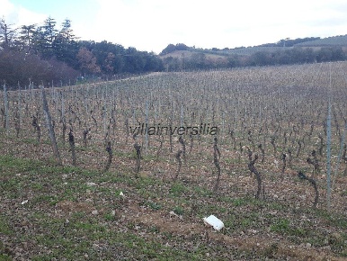 Foto Casale a Murlo di 800 m² con 28 locali in vendita