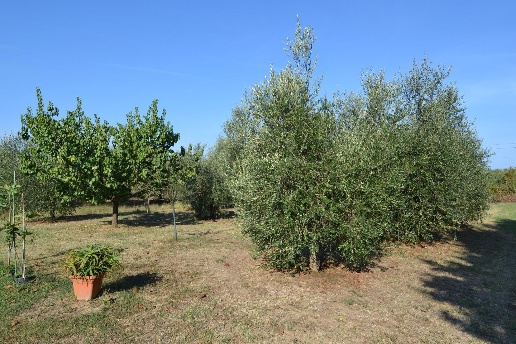 immagine annuncio 9 di 14