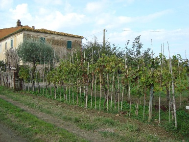 Foto Casale a Larciano San Rocco di 240 m² con 9 locali in vendita