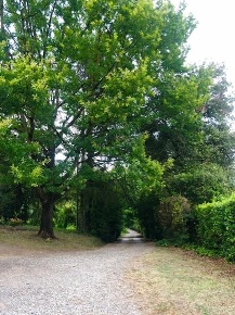 Foto Casale a Fucecchio Centro di 400 m² con 10 locali in vendita