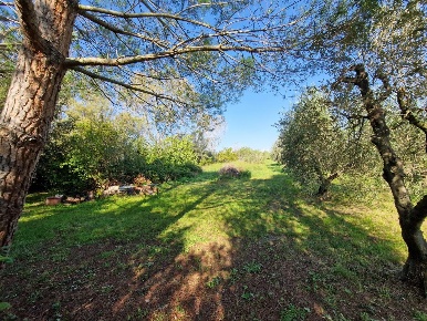 Foto Casale a Rosignano Marittimo Vada di 10000 m² con 1 locali in vendita