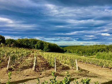 Foto Casale a Cecina Cecina Centro di 750 m² con 11 locali in vendita