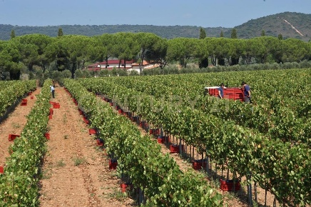 Foto Casale a Grosseto Roselle - Nomadelfia di 3500 m² con 20 locali