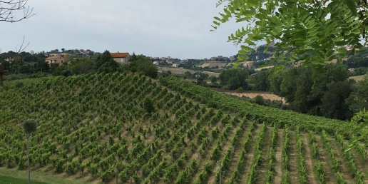 immagine annuncio 8 di 13