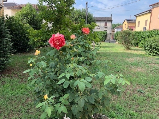 immagine annuncio 11 di 13