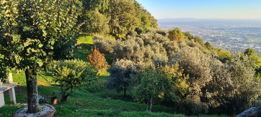 immagine annuncio 11 di 12