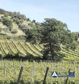 Foto Terreno in Località Vignale, Piombino in vendita