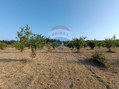 Foto Terreno agricolo in Contrada Roveto, Noto di 13000 m² in vendita