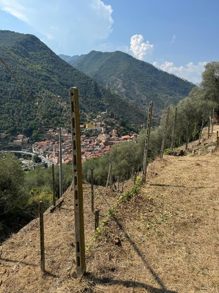 immagine annuncio 3 di 11