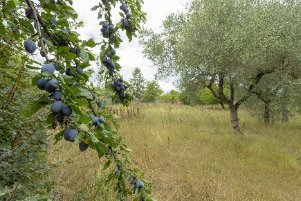 Foto Terreno agricolo in via San Martino a Brozzi, Firenze Brozzi di 425 m²