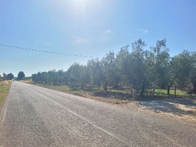Foto Terreno agricolo in S.P. 62, Cerignola di 14500 m² in vendita