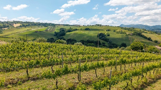 Foto Terreno agricolo in VIA ABBRUCIATI 1, Serra de' Conti in vendita