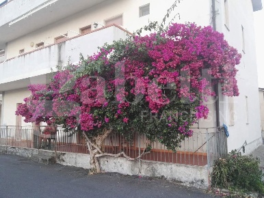 Foto Appartamento in Via delle Rose 42, Santa Maria del Cedro di 45 m²