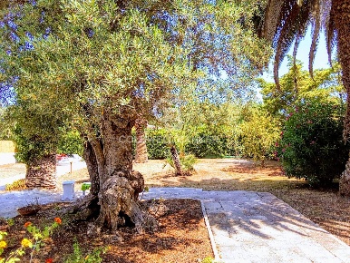 Foto Villa singola in CONTRADA ROSAMARINA, Ostuni Ostuni Costa di 134 m²