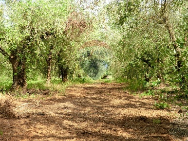 Foto Terreno agricolo a Follonica San Luigi, Capannino, Corti Nuove