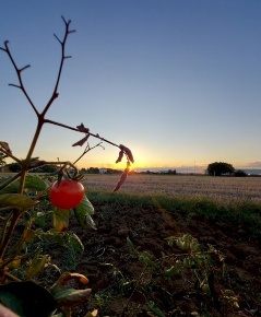 Foto Terreno agricolo in via Pasquala, Imola di 8500 m² in vendita
