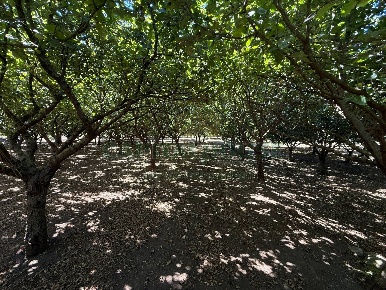 Foto Terreno agricolo a Montoro Piazza Di Pandola di 30000 m² in vendita