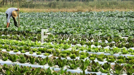 Foto Terreno agricolo a Cavallino-Treporti Cavallino di 14000 m² in vendita