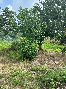 Foto Casa indipendente a Casciana Terme Lari Le Casine Perignano Spinelli