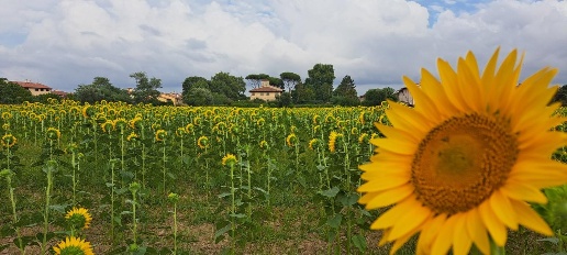 Foto Terreno agricolo a Cascina San Frediano Sud - San Lorenzo a Pagnatico