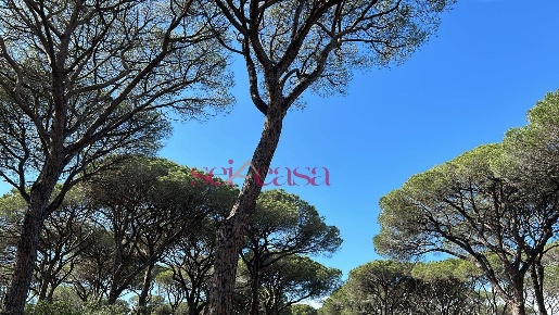 Foto Terreno agricolo a Grosseto Marina di Grosseto di 2500 m² in vendita