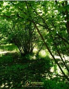 Foto Terreno agricolo in Zona  Agricola loc. Selva Malana null, Centro
