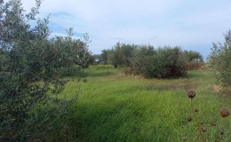 Foto Terreno agricolo a Messina Acqualadrone - Spartà di 2660 m² in vendita