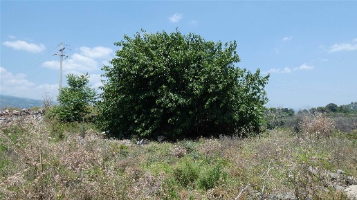 Foto Terreno agricolo in Via Pietralonga, Mascali di 25000 m² in vendita