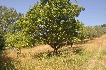 Foto Terreno edificabile a Casale Marittimo di 165 m² in vendita