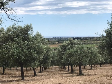 Foto Terreno agricolo a Noto in vendita