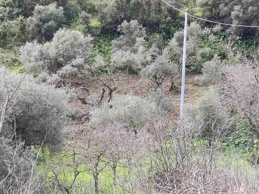 immagine annuncio 4 di 9