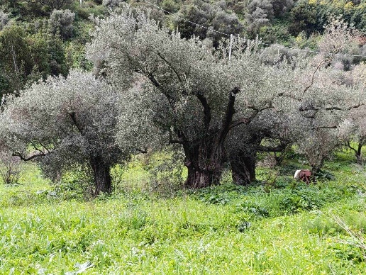 immagine annuncio 6 di 9