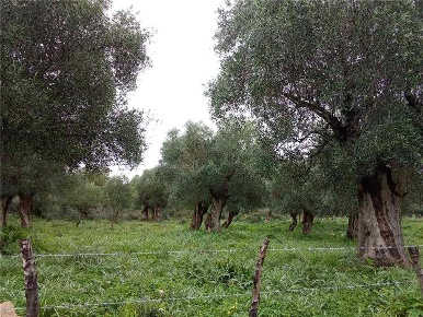 Foto Terreno edificabile in -, San Nicandro Garganico in vendita