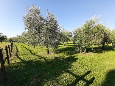 Foto Terreno agricolo in Via Roseti, San Felice del Benaco di 1670 m²