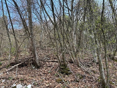 Foto Terreno agricolo a Borgo Valbelluna Villaggio Nuovo di 51500 m²