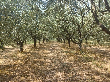Foto Terreno agricolo in via calcesana, San Giuliano Terme Colignola, Campo