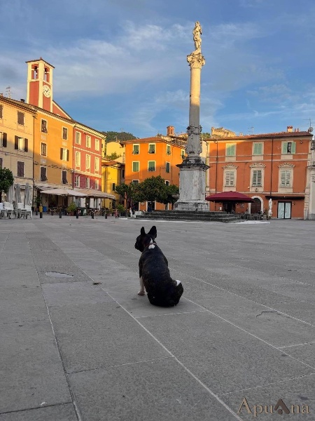 immagine annuncio 8 di 9