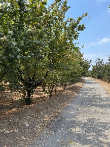 Foto Terreno agricolo a Domicella Càsola di 7010 m² in vendita