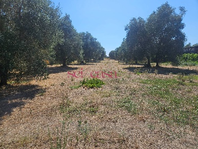 Foto Terreno agricolo a Grosseto Braccagni di 1450 m² in vendita