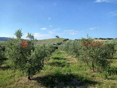 Foto Terreno agricolo in Via vicinale della Steccaia snc, Bibbona