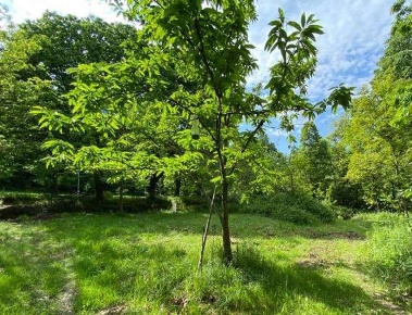 Foto Terreno agricolo in località Bisuschio, Bisuschio Centro di 5935 m²