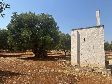 Foto Casa indipendente in Strada Statale 16 Adriatica, Ostuni di 53 m²
