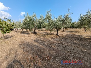 Foto Terreno a Rosignano Marittimo Vada di 7000 m² in vendita