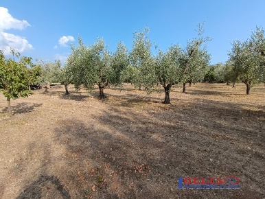 Foto Terreno a Rosignano Marittimo Vada di 7000 m² in vendita
