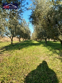 Foto Terreno agricolo in Campo da Baseball, Staranzano di 2000 m²