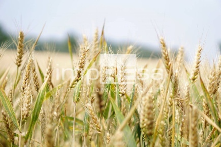 Foto Terreno agricolo in via Roma, Trevignano Centro di 3000 m² in vendita
