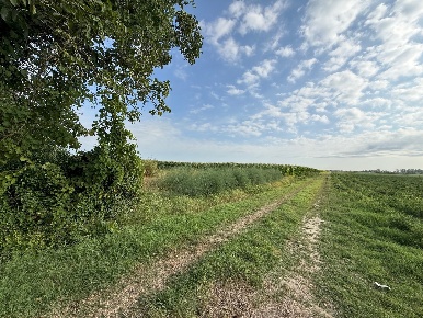 Foto Terreno agricolo in Via Rovere, Molinella Frazioni di Molinella